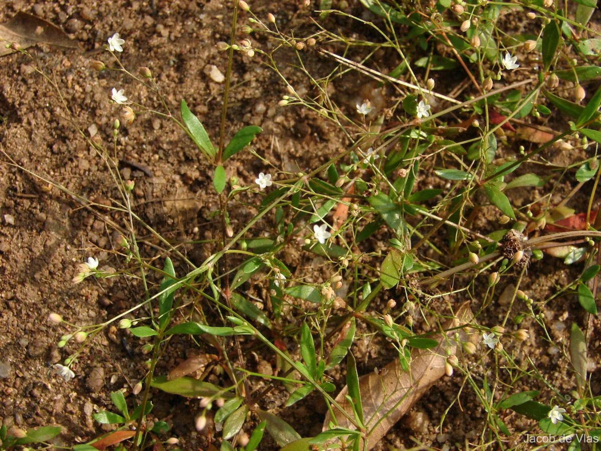 Trigastrotheca pentaphylla (L.) Thulin
